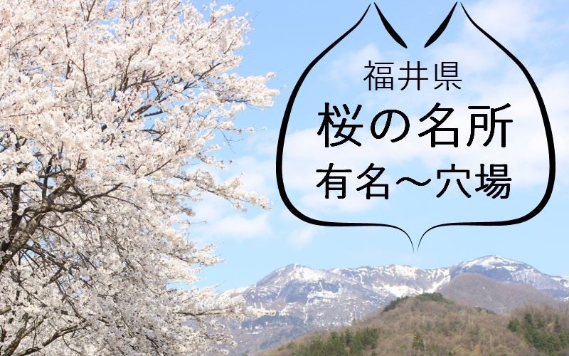 福井県の桜の名所・花見スポット