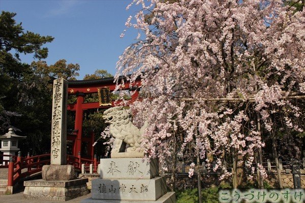 氣比神宮の桜