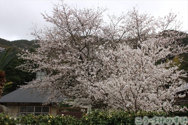常高寺桜