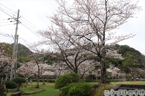 小浜公園桜