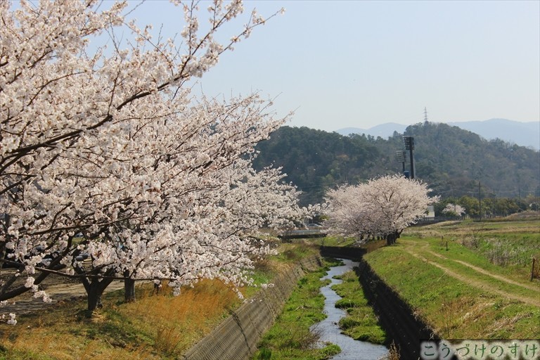 沓見への川沿いの桜