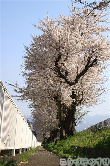 笙の川桜