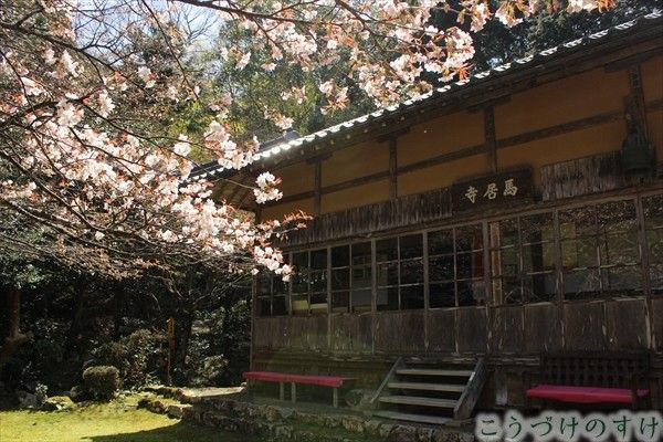馬居寺の山桜