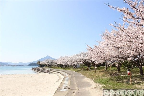 桜と青葉山と和田海岸