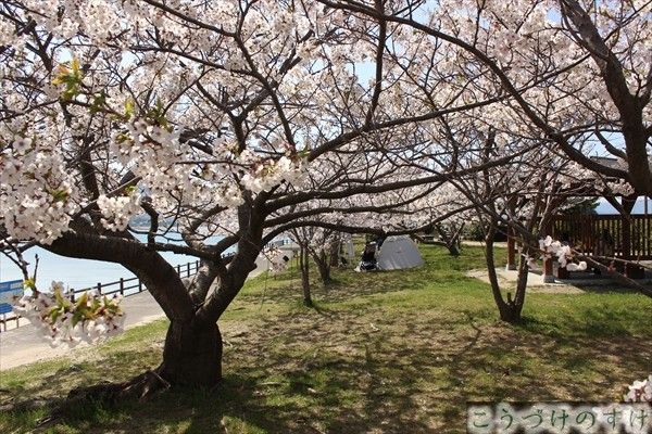 はまなす公園の桜