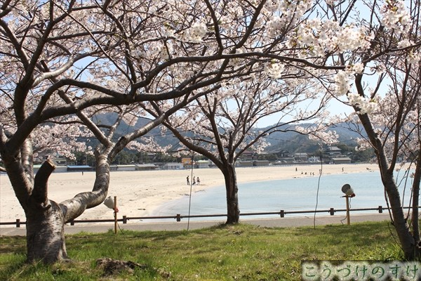桜から見る和田海岸
