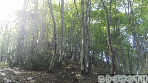 野坂山ブナの森
