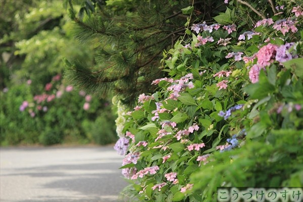 白木紫陽花の道２
