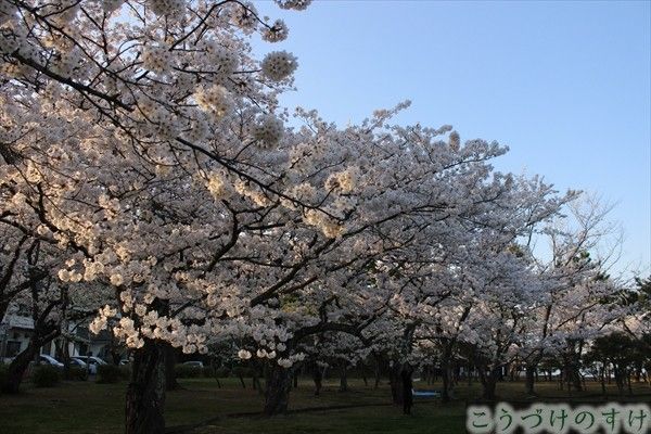 城山公園桜２