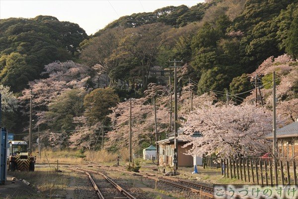 敦賀港駅から桜