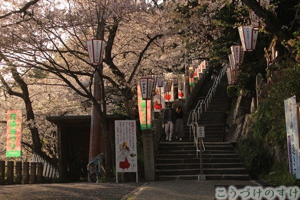 金ヶ崎参道階段桜