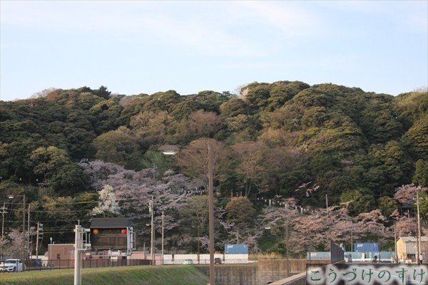金ヶ崎の山の桜