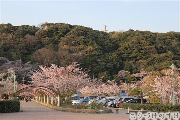 金ヶ崎緑地桜