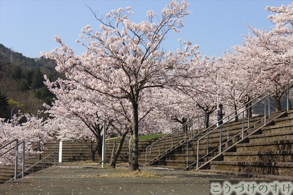 船岡（丸山公園）の桜