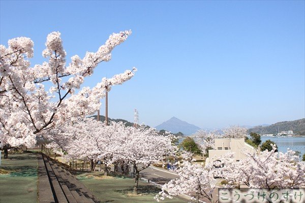 船岡（丸山公園）の桜と青葉山