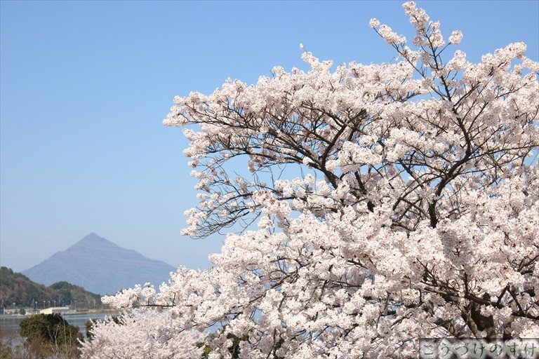 青葉山と桜