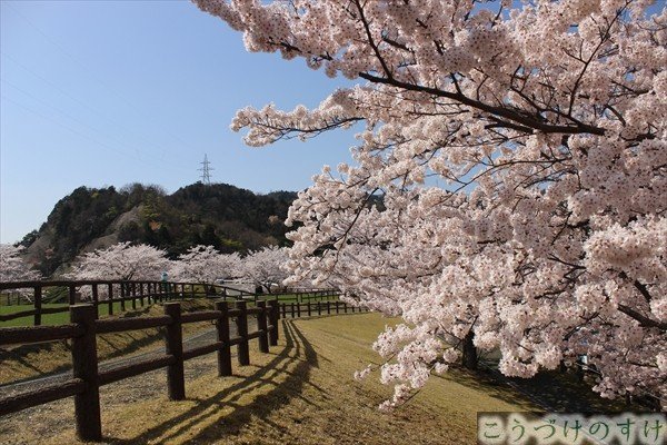 船岡（丸山公園）の桜