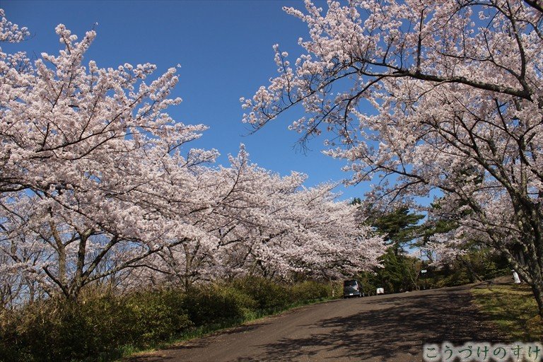安土山公園桜