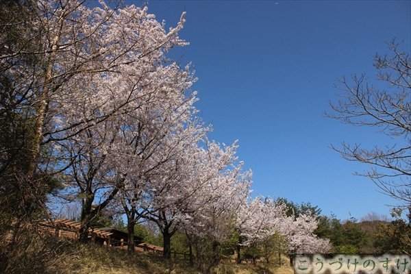 安らぎ公園展望の桜