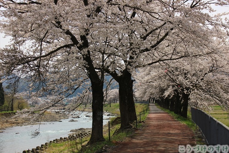 日野川桜