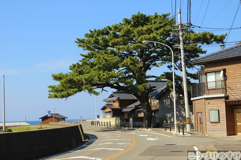 能登家の松