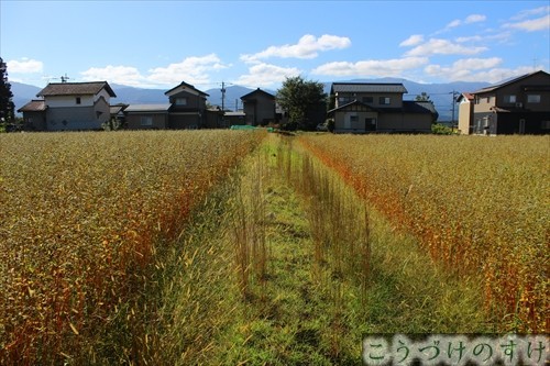 いぼ落とし岩