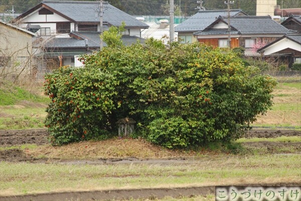 椿女郎